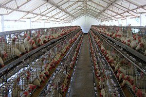 Bingöl`e Devlet Desteğiyle 9 Tavukçuluk Tesisi