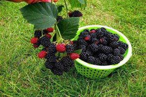 Çiftçiye Böğürtlen Fidanı Desteği