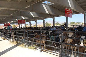 Bolvadin`de Şap Hastalığı Hayvan Pazarını Kapattı