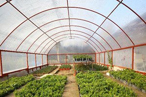 Buca Belediyesi Çiçek Üretimine Başladı