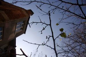 Bursa`da 76 Yıllık Dut Ağacı Mevsimleri Karıştırdı!