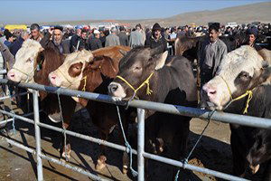 Havza Canlı Hayvan Pazarı Süresiz Kapatıldı