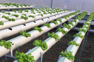 Çarşamba Ovası`nda Üreticiden Topraksız Tarım