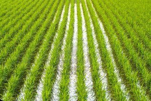 İpsala Belediyesi`nin Çeltik Tarlası İhalesi Yapıldı