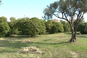 Çeşme Damla Sakızını Koruyacak