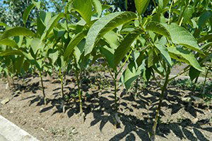 Hani`de Çiftçilere Bin 250 Ceviz Fidanı Dağıtıldı