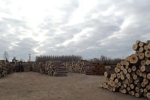 Çiftçi Fındığa Yöneldi; Kavak Popülasyonu Tehlikede