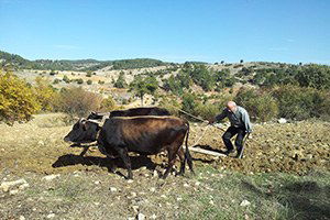 Çiftçiler Sertifikalı `Sürü Yönetimini` Sevdi