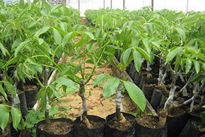 Çiftçilere Ücretsiz Ceviz ve Zeytin Fidanı Dağıtıldı