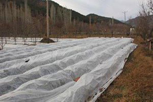 Çilek Yetiştiriciliğinde Don ve Kırağı Örtüsü