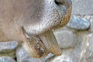 Elazığ`da Şap Hastalığı