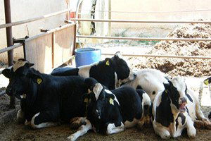 Emet`te Süt Sığırcılığı