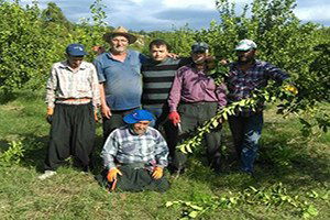 Limon Ağaçları`nda Budama Eğitimi