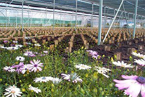 Erzurum `Çiçekçilik Sektörüne` Talip