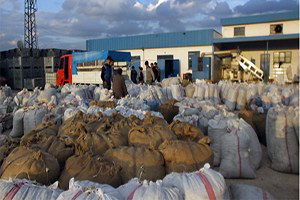 Fabrikaların Bahçeleri Zeytinle Doldu Taştı