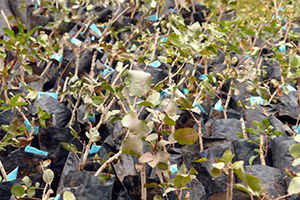 Batman`da 190 Bin Fıstık Fidanı Dağıtımı