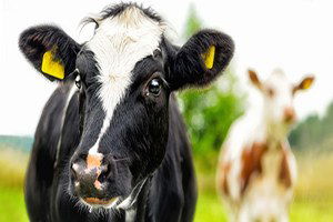 Geyve`de Şap Önlemi