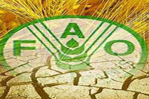 FAO Gıda İsrafına Karşı Harekete Geçti