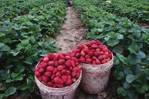 Dörtyol`da Çilek Üretimi