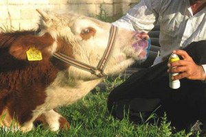 Kavak`ta Hayvan Hastalıklarına Karşı Koruyucu Çalışmalar