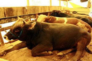 Hayvanların Küpelenmesi ve Kaydı Üretici Birliklerine Devredildi