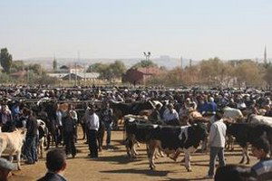 Aksaray Hayvan Pazarı Kapatıldı