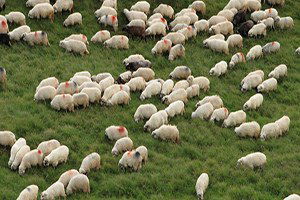 Hayvan Sayısının Artması Hayvancılığın Gelişmesi Değildir