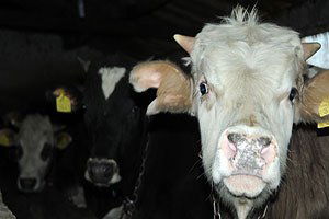 Iğdır`da `Sığır Çiçeği` Karantinası