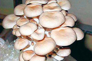 Yenice`de Çiftçilere İstiridye Mantarı Dağıldı