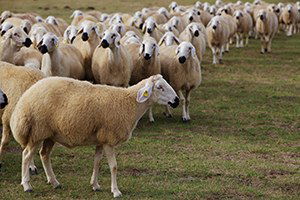 İvesi Koyunlarının Halk Elinde Islahı Eğitim Toplantısı Yapıldı