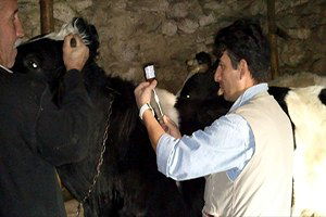 İzmir`de Büyükbaş Hayvanlar Aşılanıyor