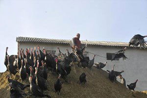 Kandıra`nın Ünlü Hindisi Yılbaşına Hazır