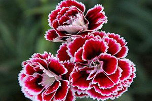 İthal Gül Yerine Yerli Karanfil Alın Çağrısı