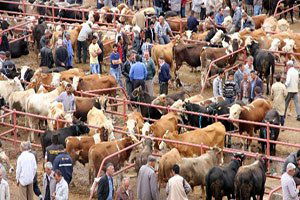 Kastamonu`da 223 Hayvan Tüberkülozdan İtlaf Edildi