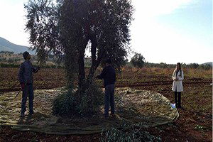 `Kilis`te Bu Yıl Zeytin Rekoltesi Yüksek`