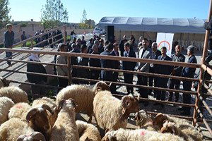 Kırıkhan`da Üreticilere Damızlık Koç Dağıtıldı