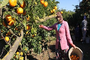 Kışıda Mandalina Bahçelerinde Geçiriyorlar