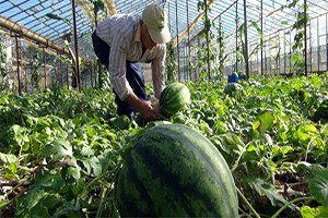 Kışlık Karpuz Altınla Yarışıyor