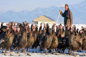 Köy Hindisine Yılbaşı Rağbeti