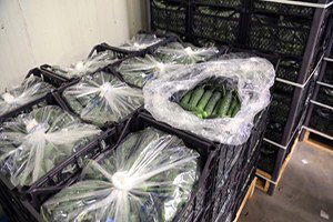 Kriz `Dikenli Hıyarı` Vurdu 1,5 Liraydı, Şimdi Çöpe Gidiyor