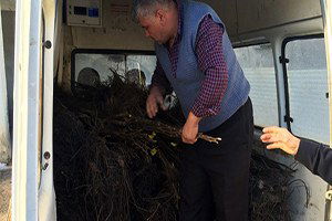 Küre`de 1470 Adet Ceviz Fidanı Dağıtıldı