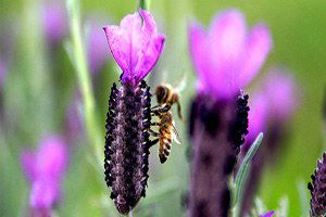 Lavanta, Köydeki Gençlerin Umudu Oldu