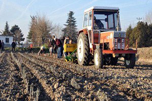 Lavantanın İlk Deneme Dikimi Edirne`de Yapıldı