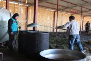 Lisinia`da Ardıç Yağı Üretimi