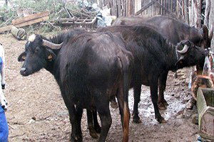 Manda Sütüne Rağbet Artıyor