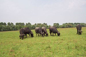 Manda Yetiştiriciliği Yaygınlaştırılacak