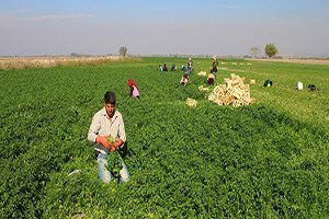 Maydanoz Yetiştiriciliğinde Başarı Elde Edildi