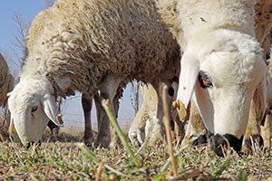 Mera Tecavüzlerine Hapis Cezası Gelsin