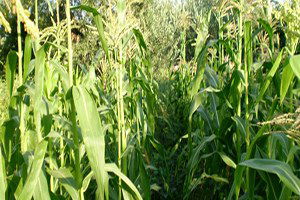 Mısır Üretiminde Rekor