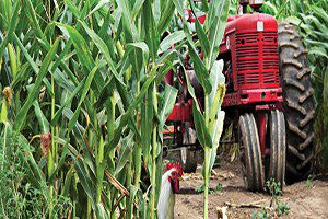 Gürpınar`da Çiftçilere Mısır Yetiştiriciliği Eğitimi